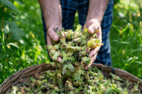 Fındığın Sağlığa Faydaları: Bilimsel Araştırmalar