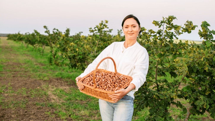 Fındık Hasadı: Gelenekten Moderniteye